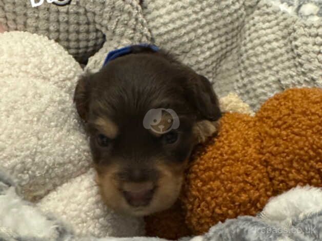 Cockapoo puppies for sale in Bishop Auckland, Durham – 1 year old - Image 2 of 5