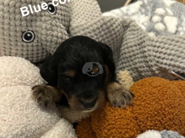 Cockapoo puppies for sale in Bishop Auckland, Durham – 1 year old - Image 4 of 5