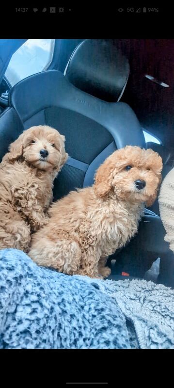 Cockapoo puppies for sale in Dungannon, County Tyrone – 1 year old - Image 2 of 3