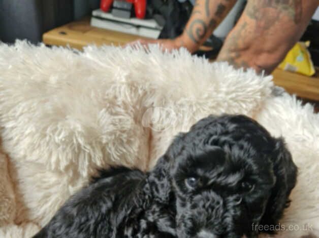 F1B cockapoos puppies - Image 4 of 5