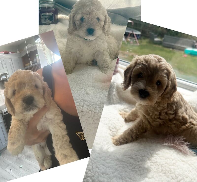 Cockapoo puppies for sale in Maldon, Essex – 8 weeks old