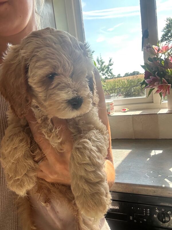 Cockapoo puppies for sale in Maldon, Essex – 8 weeks old - Image 2 of 7