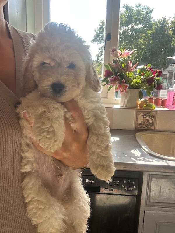 Cockapoo puppies for sale in Maldon, Essex – 8 weeks old - Image 3 of 7