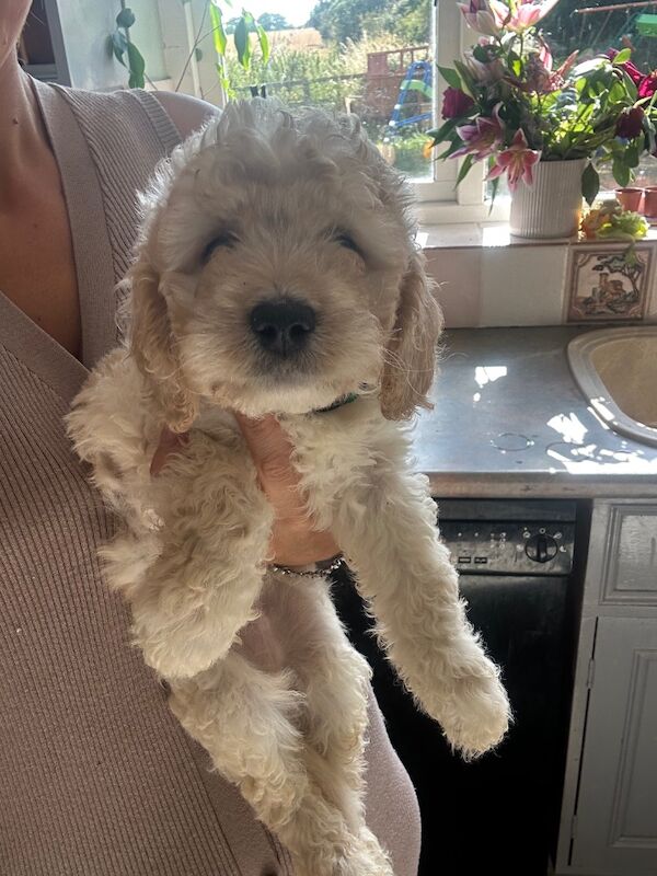 Cockapoo puppies for sale in Maldon, Essex – 8 weeks old - Image 4 of 7