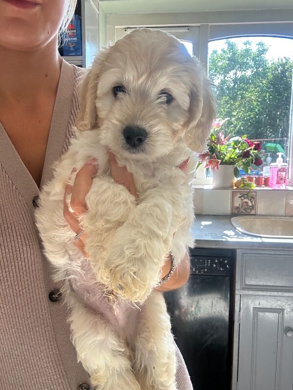 Cockapoo puppies for sale in Maldon, Essex – 8 weeks old - Image 5 of 7