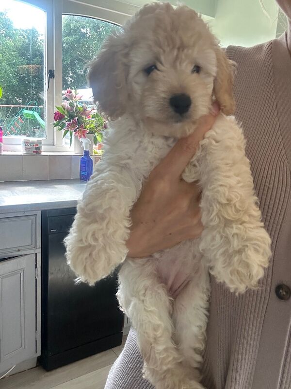 Cockapoo puppies for sale in Maldon, Essex – 8 weeks old - Image 6 of 7