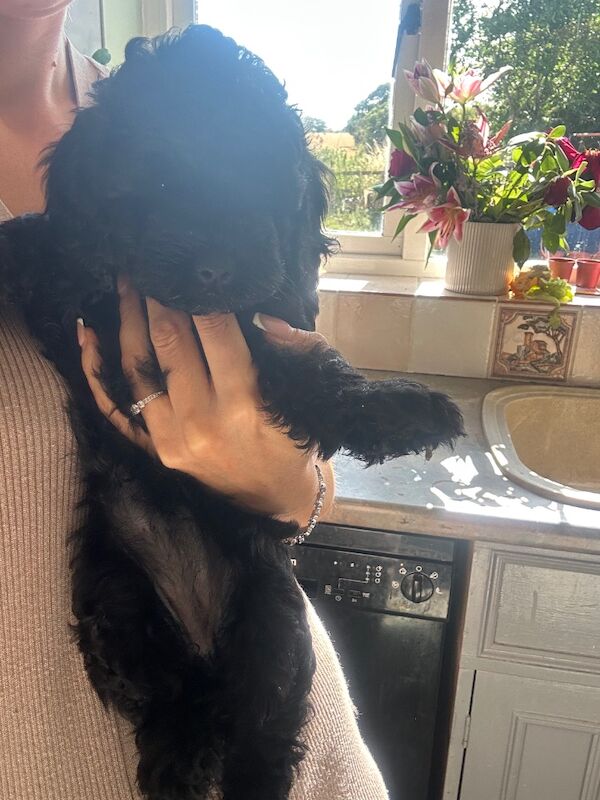 Cockapoo puppies for sale in Maldon, Essex – 8 weeks old - Image 7 of 7