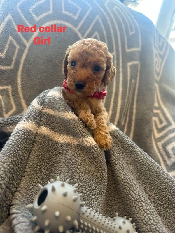 Apricot Cockapoo Puppies For Sale