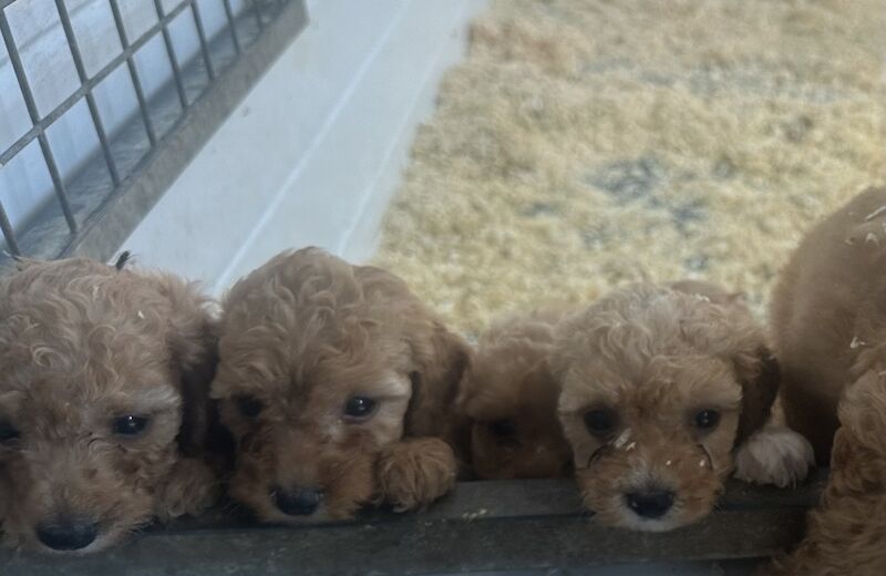 F1b cockapoos red and cream very curly 