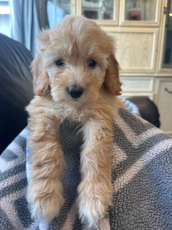 F1b cockapoos red and cream very curly