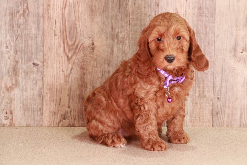 F1b Cockapoo's with DNA certs for sale in Carmarthen / Caerfyrddin, Dyfed