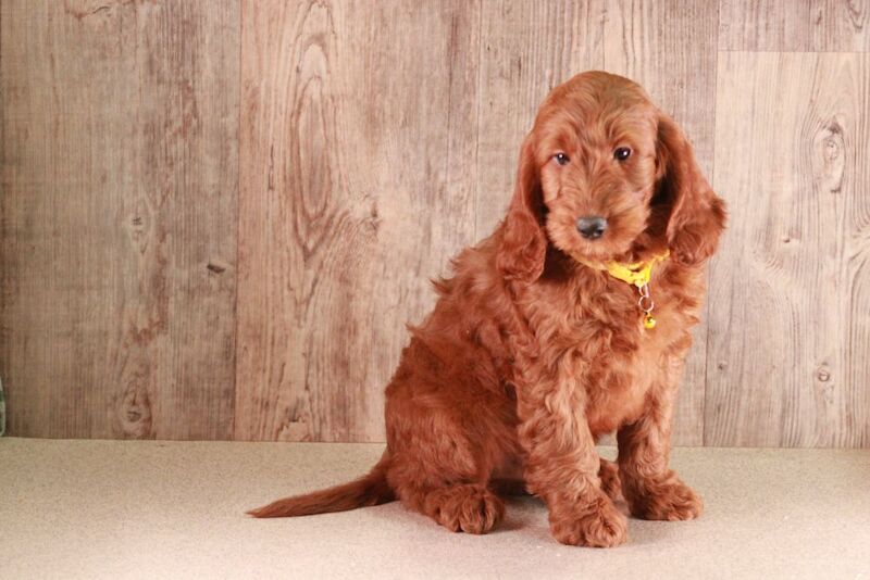 FULLY VACCINATED F1b Cockapoo's with DNA certs for sale in Carmarthen / Caerfyrddin, Dyfed | Image 2