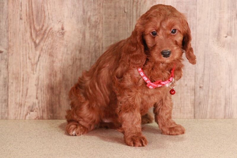 Deep Red F1b Cockapoo GIRL with DNA certs for sale in Carmarthen / Caerfyrddin, Dyfed - Image 1
