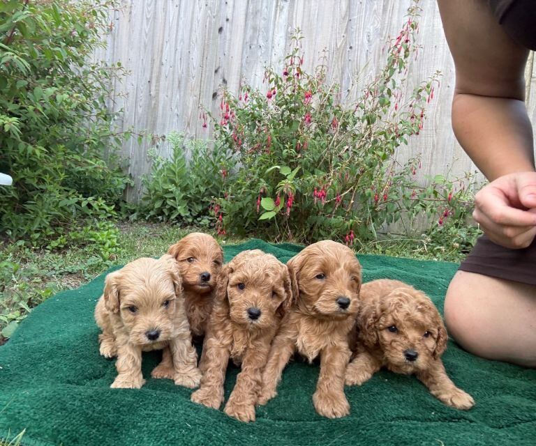 F1b cockerpoo puppies