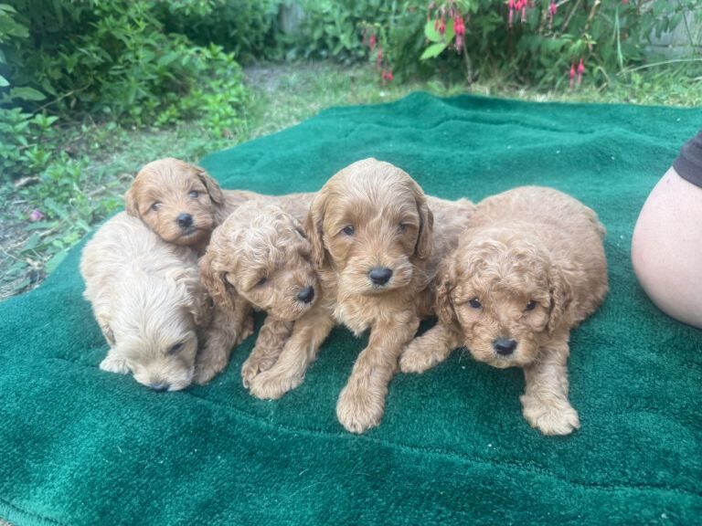 F1b cockerpoo puppies - Image 2 of 5