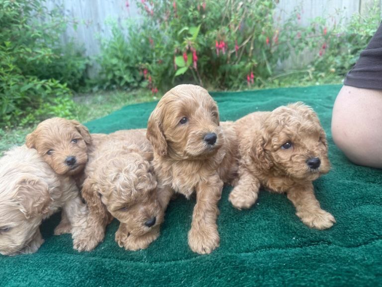 F1b cockerpoo puppies - Image 3 of 5