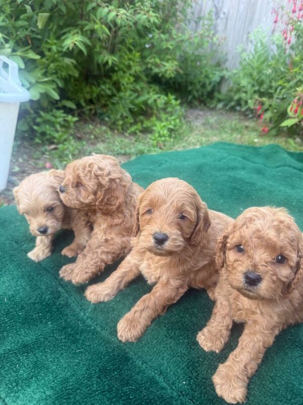 F1b cockerpoo puppies - Image 4 of 5
