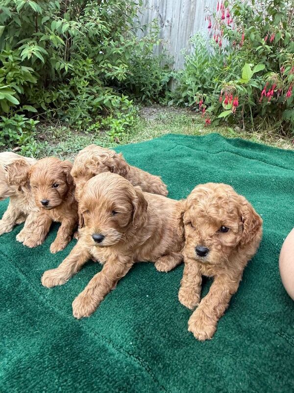 F1b cockerpoo puppies - Image 5 of 5