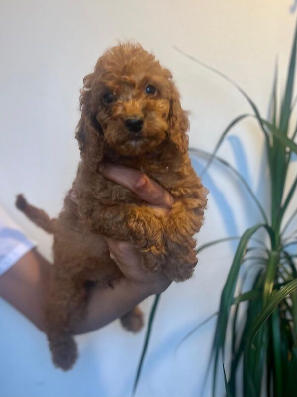 Cockapoo puppies for sale in Epping, Essex – 8 weeks old - Image 2 of 4