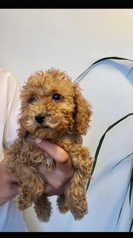 Cockapoo puppies for sale in Epping, Essex – 8 weeks old - Image 3 of 4