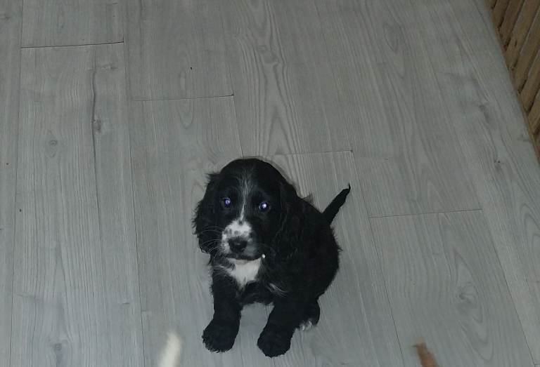 F1b cockpoo puppie