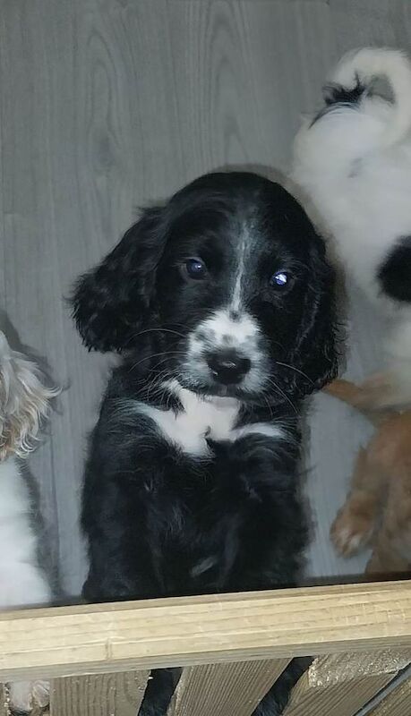 F1b cockpoo puppie - Image 2 of 2