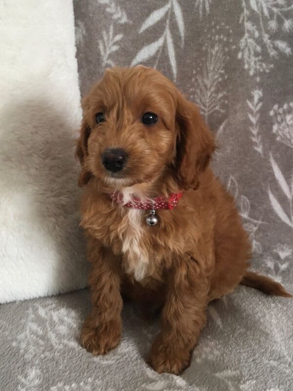 Cockapoo puppies for sale in Leicester, Leicestershire – 9 weeks old