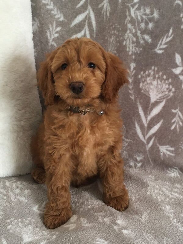 Cockapoo puppies for sale in Leicester, Leicestershire – 9 weeks old - Image 2 of 3