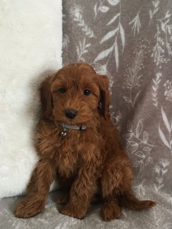 Cockapoo puppies for sale in Leicester, Leicestershire – 9 weeks old - Image 3 of 3
