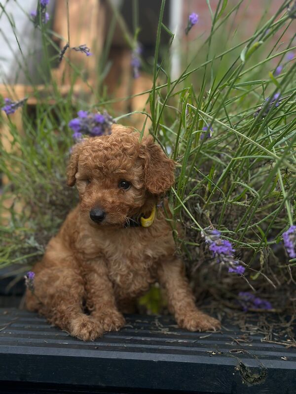 Cockapoo puppies for sale in Trentham, Staffordshire – 1 year old - Image 3 of 3