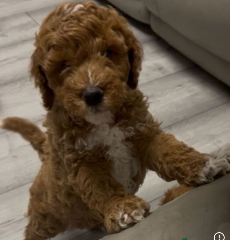 Cockapoo puppies for sale in Barnsley, South Yorkshire – 9 weeks old