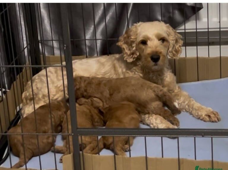 Cockapoo puppies for sale in Barnsley, South Yorkshire – 3 months old - Image 2 of 6