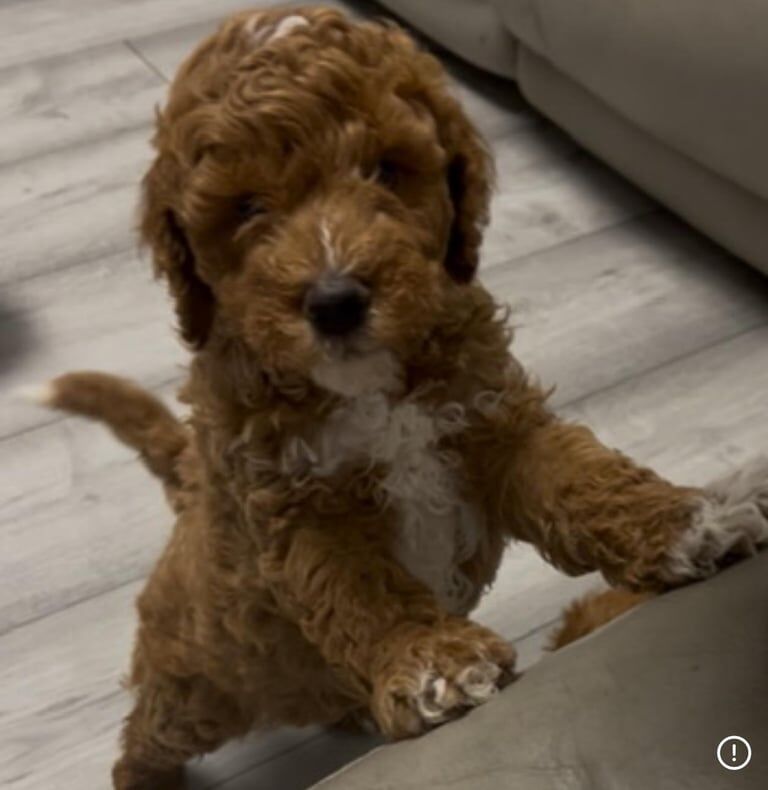 Cockapoo puppies for sale in Barnsley, South Yorkshire – 3 months old - Image 3 of 6
