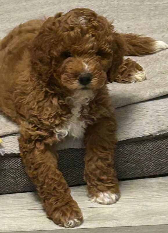 Cockapoo puppies for sale in Barnsley, South Yorkshire – 3 months old - Image 4 of 6