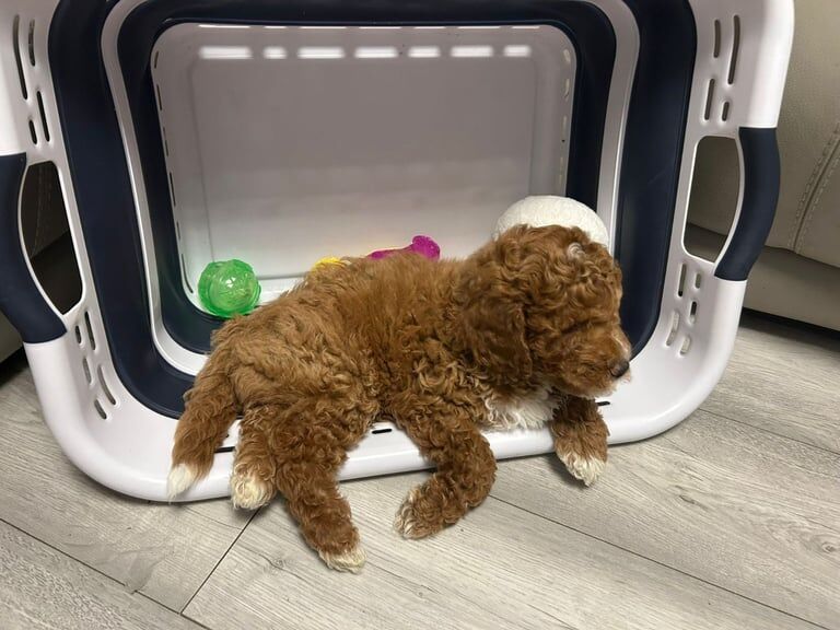 Cockapoo puppies for sale in Barnsley, South Yorkshire – 3 months old - Image 5 of 6