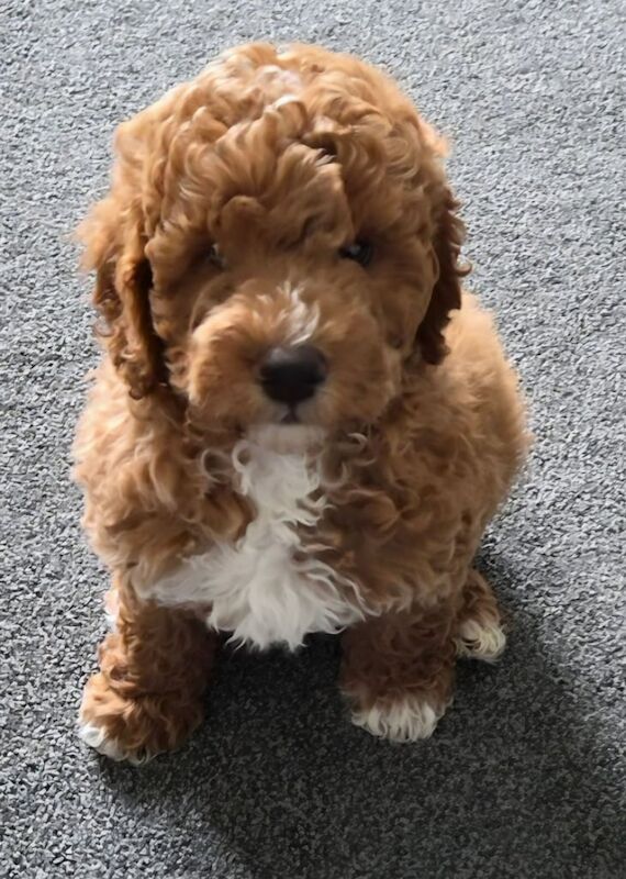 Cockapoo puppies for sale in Barnsley, South Yorkshire – 3 months old - Image 6 of 6