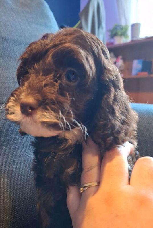 Cockapoo puppies for sale in Hereford, Herefordshire – 8 weeks old