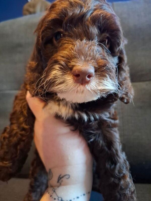 Cockapoo puppies for sale in Hereford, Herefordshire – 8 weeks old - Image 2 of 4