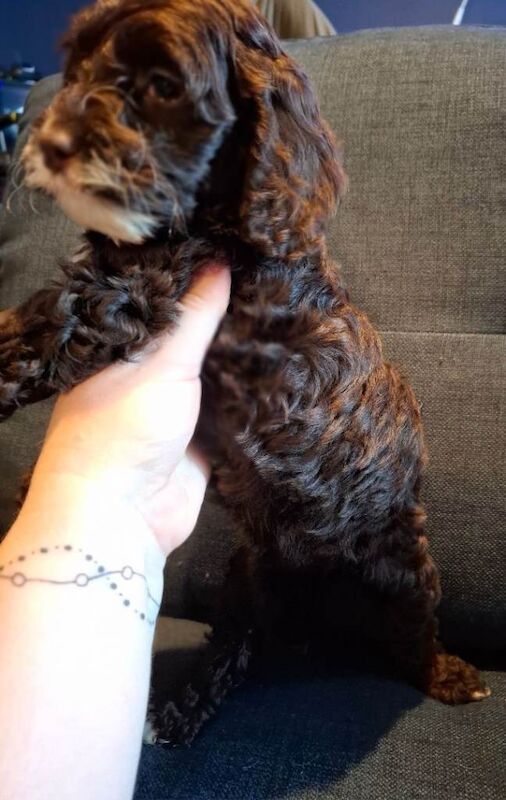 Cockapoo puppies for sale in Hereford, Herefordshire – 8 weeks old - Image 3 of 4