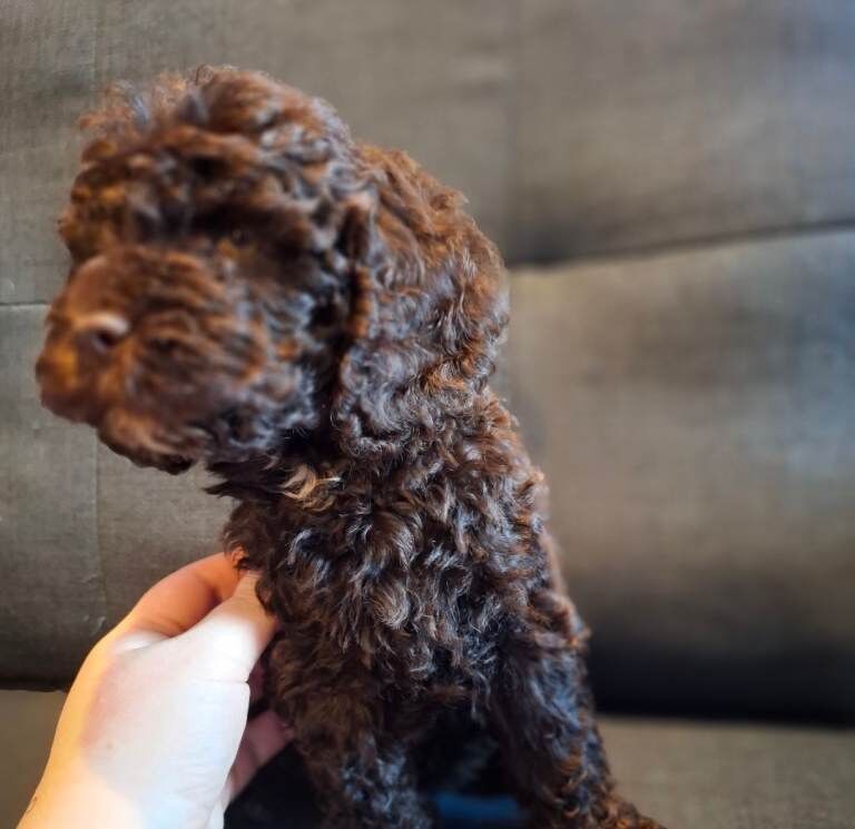 Cockapoo puppies for sale in Hereford, Herefordshire – 8 weeks old - Image 4 of 4