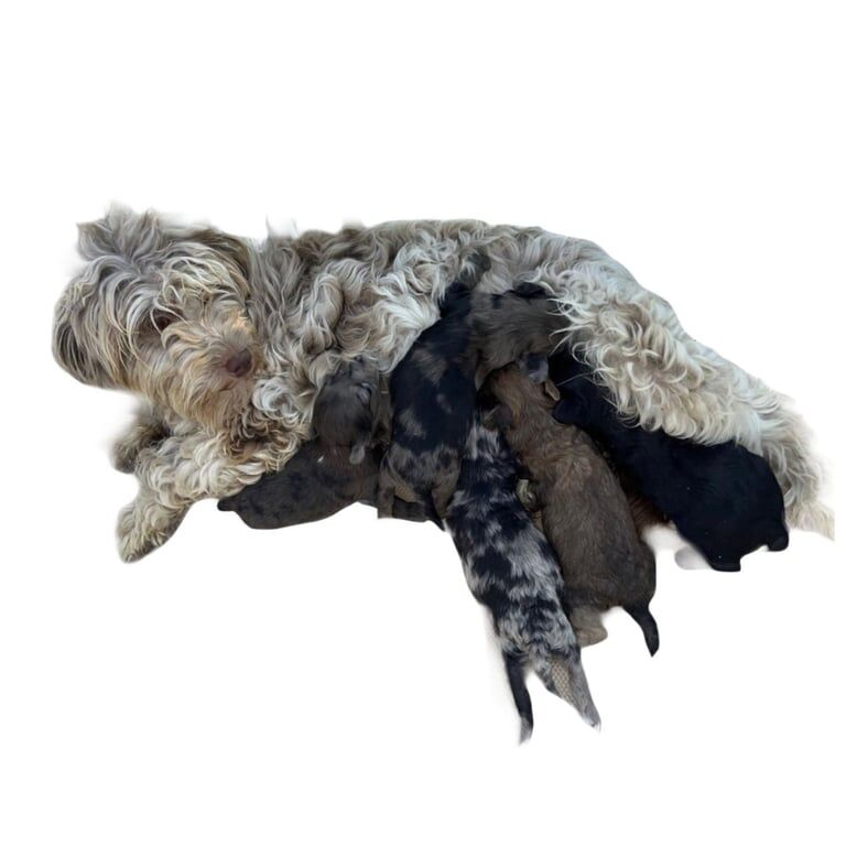 Cockapoo puppies for sale in Bicester, Oxfordshire – 5 weeks old