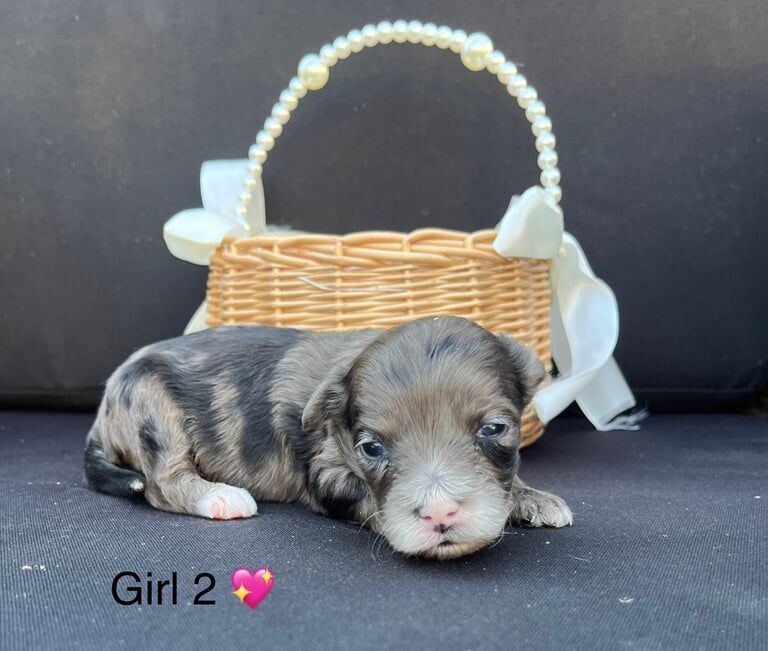 Cockapoo puppies for sale in Bicester, Oxfordshire – 5 weeks old - Image 2 of 3
