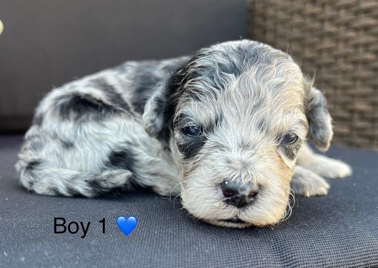 Cockapoo puppies for sale in Bicester, Oxfordshire – 5 weeks old - Image 3 of 3