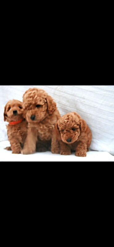 F1B miniature cockapoo puppies ready to go - Image 2 of 4