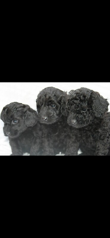 F1B miniature cockapoo puppies ready to go - Image 3 of 4
