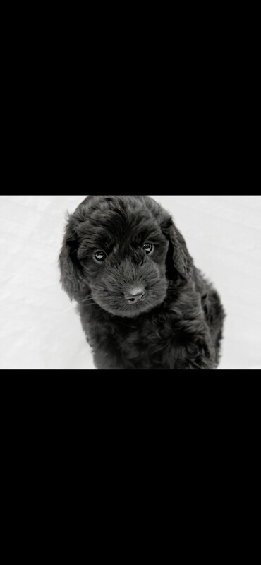 F1B miniature cockapoo puppies ready to go - Image 4 of 4