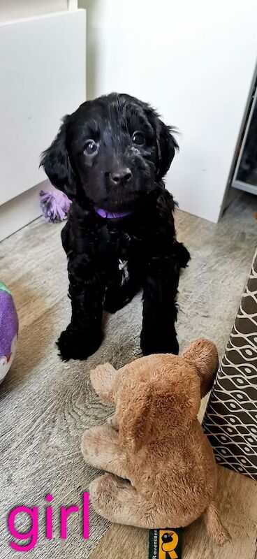 Cockapoo puppies for sale in Manchester, Greater Manchester – KC registered, 1 year old - Image 1 of 3