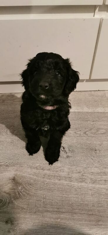 Cockapoo puppies for sale in Manchester, Greater Manchester – KC registered, 1 year old - Image 2 of 3