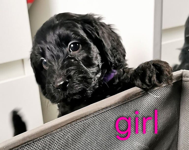Cockapoo puppies for sale in Manchester, Greater Manchester – KC registered, 1 year old - Image 3 of 3