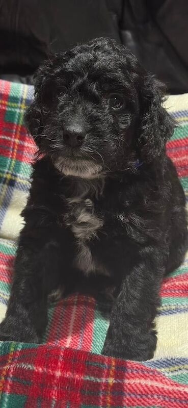 Cockapoo puppies for sale in Maybole, South Ayrshire – 12 months old - Image 1 of 3